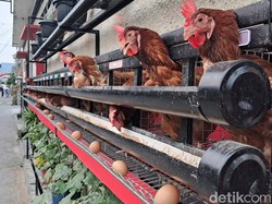 Biar Telurnya Sehat-Berkualitas, Ini Tips Buat Piara Ayam di Rumah
