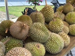Durian Bogor Menuju Pasar Global, Petani-Pemerintah Perkuat Kualitas