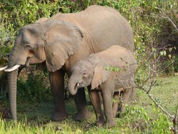 Riset Terbaru Ungkap Gajah Afrika Pakai Tanaman Obat untuk Obati Diri Sendiri