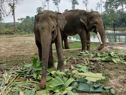 Kabar Gajah Sinta-Deo di Kaltim, Masih Suka Berenang-Garuk Badan