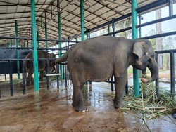 Gajah Sinta-Deo Sulit Dilepasliarkan, Anaknya Kelak Bisa Kembali ke Alam
