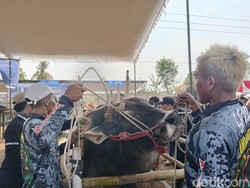 Ratusan Limosin hingga Simental Meriahkan Kontes Sapi di Lumajang