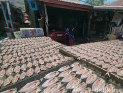 Berkah Kemarau, Produsen Ikan Asin di Polman Banjir Produksi