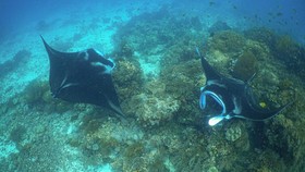 Pari Manta Raja Ampat.