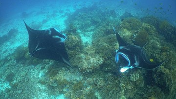 Manta Impact Bond Disiapkan untuk Lindungi Pari Manta Raja Ampat