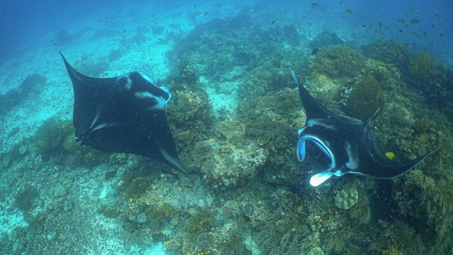 Pari Manta Raja Ampat.