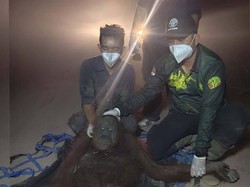 Lagi! Orang Utan Sindi Dievakuasi dari Pohon di Tengah Karhutla Kotim