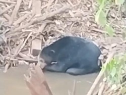 Beruang Hitam Muncul di Sungai Muara Enim, Warga Diminta Waspada
