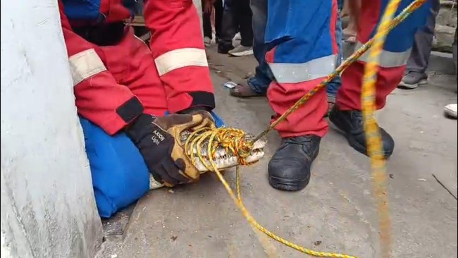 Buaya muara sepanjang 2,5 meter dievakuasi dari rumah warga di Bandar Lampung. Proses evakuasi berlangsung emosional.