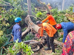 Detik-detik Pohon 40 Meter Tumbang Timpa 4 Warga di Baranangsiang Bogor