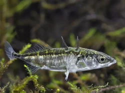 Ikan Hibrida Tercipta dari Tsunami Jepang, Begini Nasibnya Sekarang