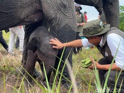 Anak Gajah Sumatera di PKG Banyuasin Diberi Nama Merdekawati
