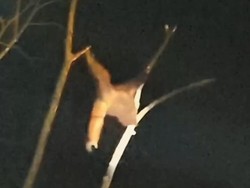 Perjuangan Orang Utan Novita Bertahan di Tengah Karhutla hingga Penuh Luka