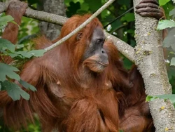 Mengenang Nettie, Orang Utan Sumatera di Inggris yang Begitu Penyayang