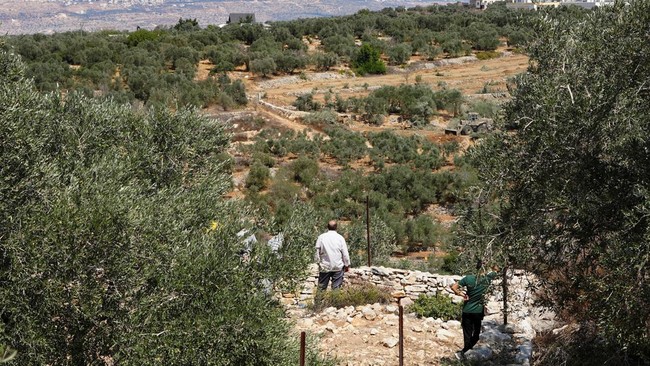 A Palestinian watches as Israeli military machinery uproots olive trees in the Palestinian village of Beit Rima near Ramallah, in the Israeli-occupied West Bank, September 24, 2026. REUTERS/Ali Sawafta
