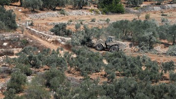 FOTO: Pohon Zaitun Petani Palestina Dibuldoser Israel Jelang Panen