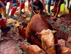 Waduh! Sapi 800 Kg Terperosok ke Septic Tank di Jaktim