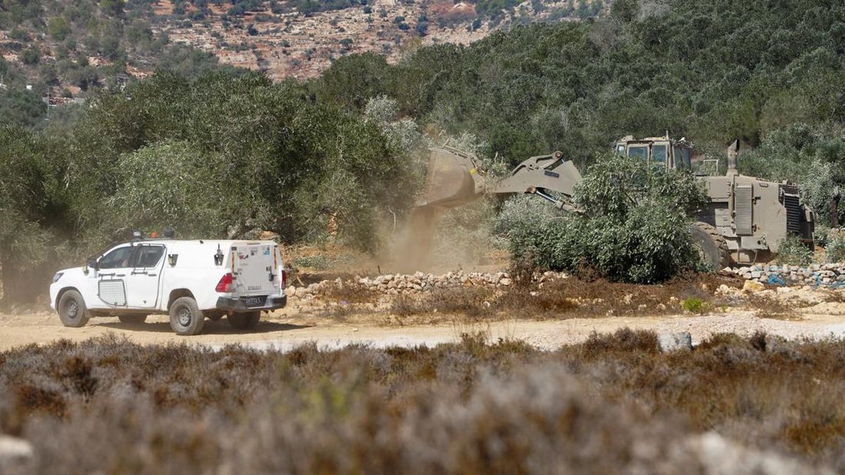 Jelang Panen, Ratusan Pohon Zaitun Petani Palestina Dibuldoser Israel