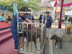 Melihat Adu Bobot Domba di Lumajang, dari Lokal hingga Texel