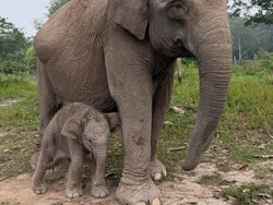 Kabar Gembira! Gajah Lisa Lahirkan Anak Jantan di BTN Tesso Nilo