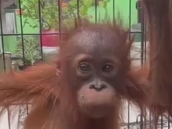 Video: Baby Orang Utan yang Kehilangan Induk dan Habitatnya