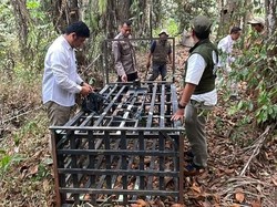 Beruang Serang Warga Saat Panen Sawit di Kobar, BKSDA Pasang Perangkap