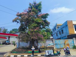 Tabebuya Bermekaran di Balikpapan, Penjual Kopi Keliling Ikut Senang