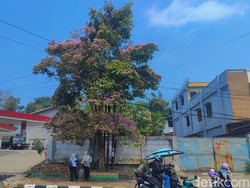 Cantiknya Jalan di Kota Balikpapan Berhias Bunga Tabebuya Bermekaran