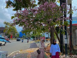 DLH Balikpapan Bakal Perluas Penanaman Tabebuya, Siapkan Titik-titik Baru