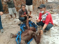 2 Orang Utan Dievakuasi dari Pohon yang Sudah Kering Terbakar