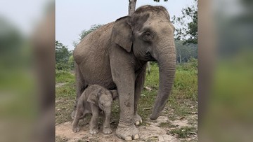 Gajah Sumatra Lisa Melahirkan, TN Tesso Nilo Kedatangan Anggota Baru