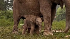 Gajah Sumatra Lisa Melahirkan Anak Jantan di TN Tesso Nilo