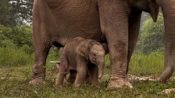 Lucunya Bayi Jantan Gajah Sumatra yang Baru Lahir di TN Tesso Nilo