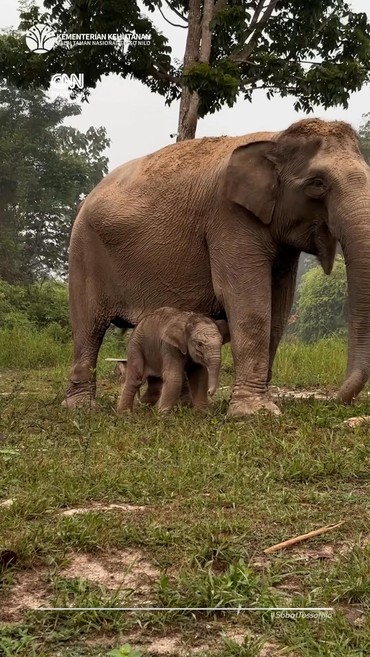 Gajah Sumatra Lisa Melahirkan Anak Jantan di TN Tesso Nilo