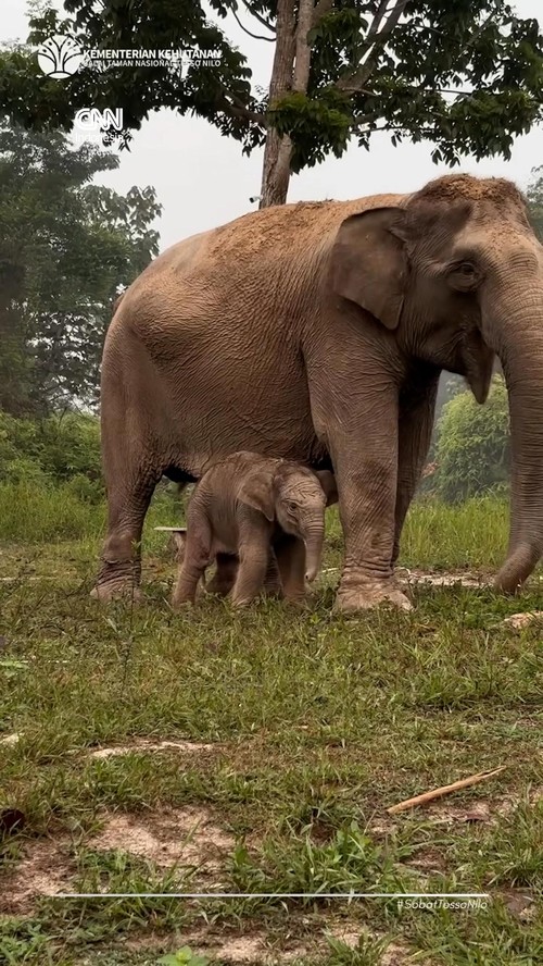 Gajah Sumatra Lisa Melahirkan Anak Jantan di TN Tesso Nilo
