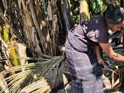 Kekeringan di Sikka NTT, Warga Terpaksa Minum Air Batang Pisang