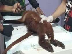 Lutung Merah Ditemukan Sekarat di Jalan Sampit-Palangka Raya Akhirnya Mati