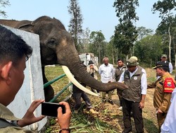 Jaga Konektivitas Ruang Jelajah Satwa, Koridor Gajah Sumatra di Jambi Diperkuat