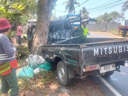 Pikap Oleng lalu Tabrak Pohon di Jalan Denpasar-Gilimanuk, Sopir Pingsan