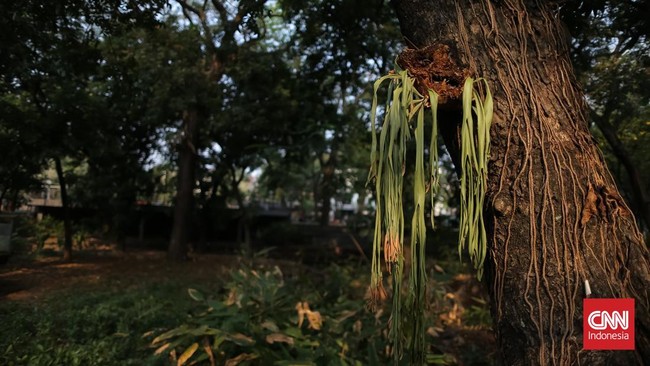 Taman Kota Merangas Dampak El Nino