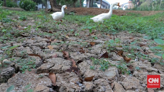 Taman Kota Merangas Dampak El Nino