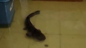 thumbnail video