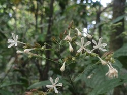 Kenalan dengan Clerodendrum Ismaili, Flora Baru di Lereng Gunung Semeru
