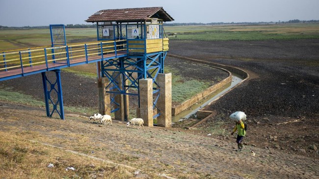 Warga menggembala kambing di dasar Waduk Cipancuh yang mengering di Haurgeulis, Indramayu, Jawa Barat, Minggu (27/9/2026).