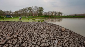 Petani menanam padi di area genangan Waduk Saradan, Madiun, Jawa Timur, Sabtu (19/9/2026). Penyusutan debit air di waduk itu saat kemarau yang diperparah oleh fenomena el nino mengakibatkan sebagian besar area genangannya mengering dan dimanfaatkan o