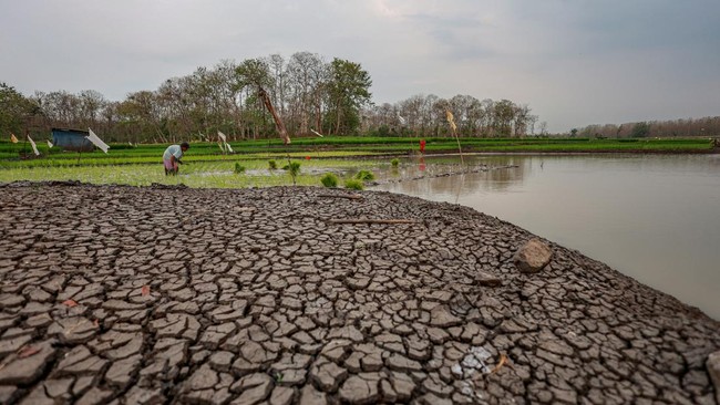 Petani menanam padi di area genangan Waduk Saradan, Madiun, Jawa Timur, Sabtu (19/9/2026).