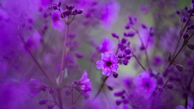 A view shows purple wildflowers blooming in the Atacama Desert near Copiapo, Chile, on September 17, 2026. (Photo by Javier TORRES / AFP)