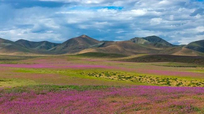 This aerial view shows patches of blooming wildflowers in the Atacama Desert near Copiapo, Chile, on September 18, 2026. (Photo by Javier TORRES / AFP)