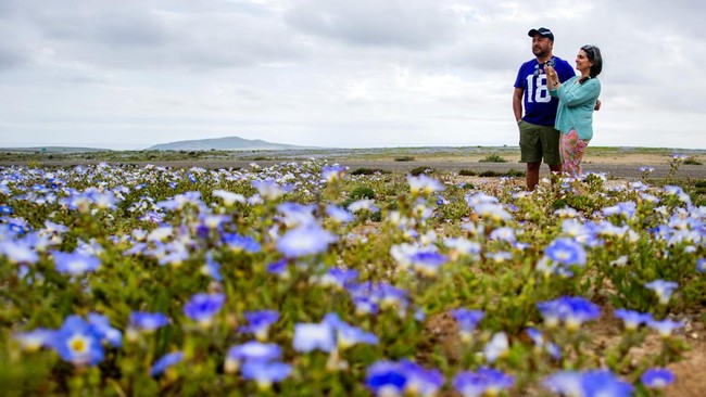 People watch flowers blooming at the Atacama Desert in Copiapo, Chile on September 18, 2026. (Photo by Javier TORRES / AFP)