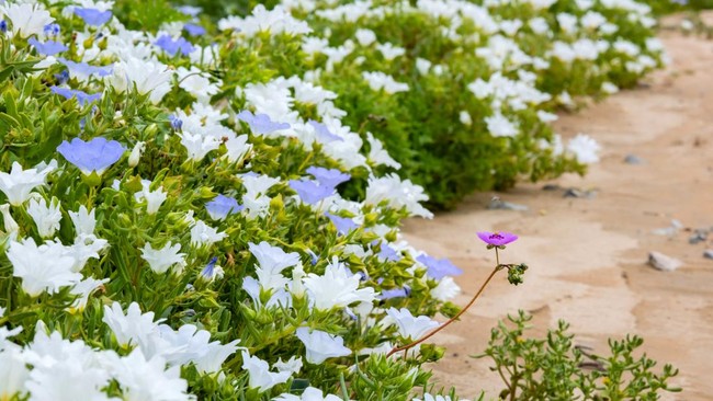 Flowers bloom at the Atacama Desert in Copiapo, Chile on September 17, 2026. (Photo by Javier TORRES / AFP)